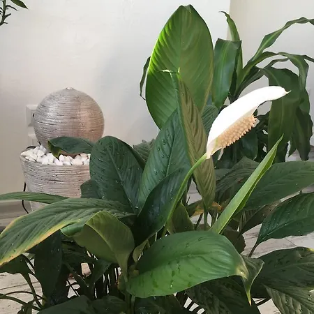 Studio Apollo Одесса